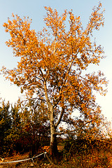 Image showing Autumn tree