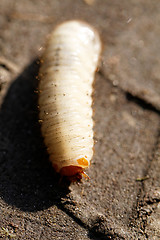 Image showing Chafer grubs