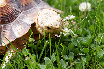 Image showing African Spurred Tortoise