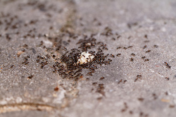 Image showing Ants of bread