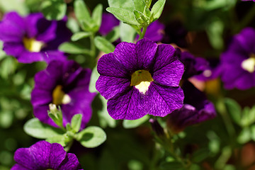 Image showing Purple petunia