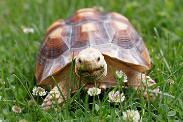 Image showing African Spurred Tortoise