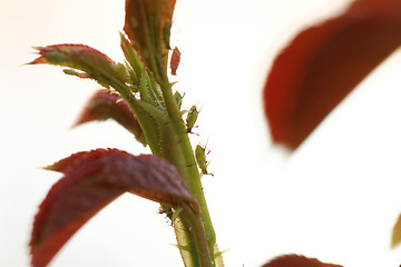 Image showing Green aphid