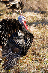 Image showing Turkey in nature