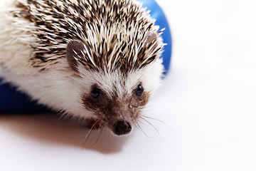 Image showing Cute hedgehog