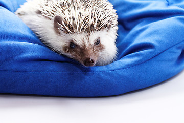 Image showing Cute hedgehog