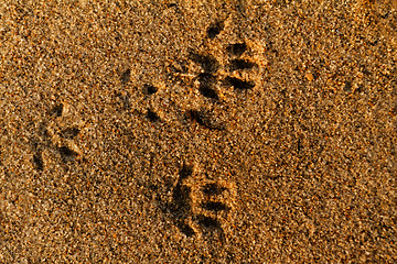 Image showing Animal foot print