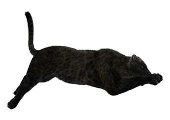 Image showing Big Cat Black Panther