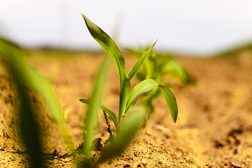 Image showing corn sprout  