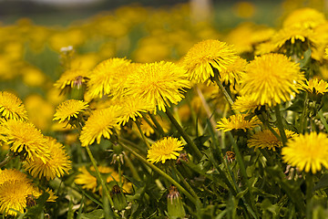 Image showing dandelions  