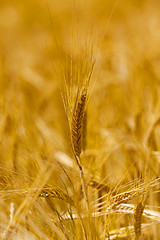 Image showing mature wheat 