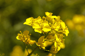 Image showing blossoming colza  