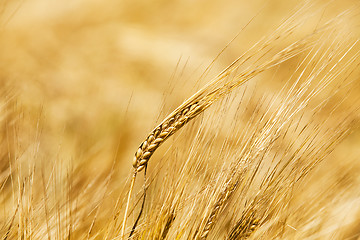 Image showing the ripened cereals 