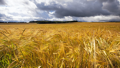 Image showing agriculture  