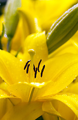 Image showing lily. macro   