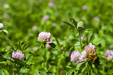 Image showing clover flowers  