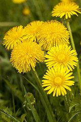 Image showing dandelions  