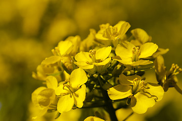 Image showing blossoming colza 