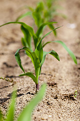 Image showing corn sprout  