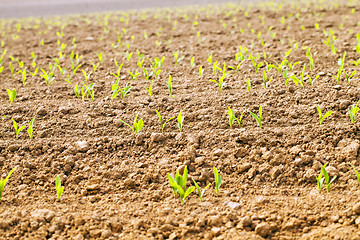 Image showing corn sprouts 