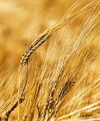 Image showing rye ears 