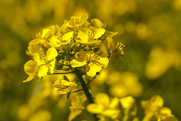 Image showing blossoming colza  