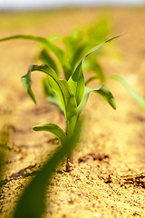 Image showing corn sprout  