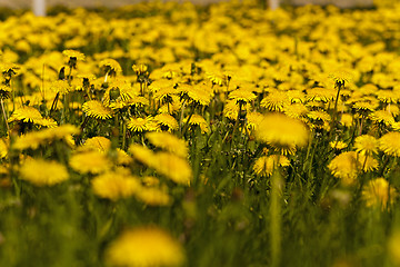 Image showing dandelions 