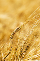 Image showing rye ears  