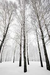 Image showing trees in the winter  