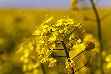 Image showing blossoming colza  