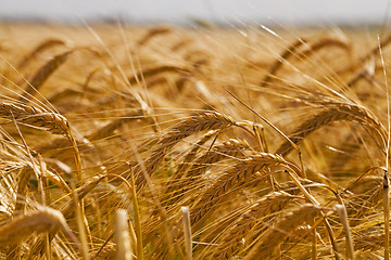 Image showing mature cereals 