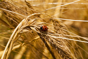 Image showing ladybug 