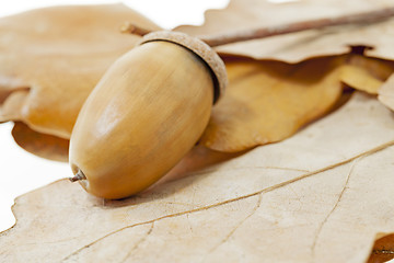 Image showing mature acorns 