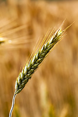 Image showing turning green rye  