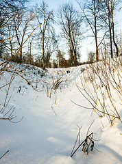 Image showing winter forest  