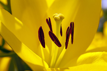 Image showing lily. macro