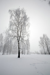 Image showing trees in the winter  