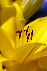 Image showing yellow lily  