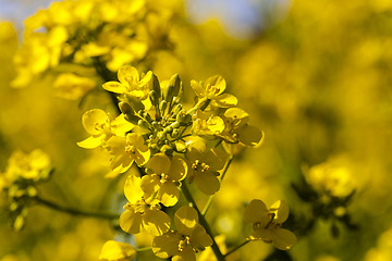 Image showing blossoming colza  