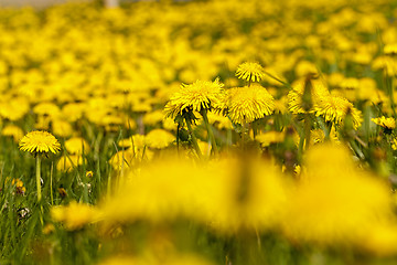 Image showing dandelions 