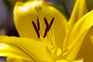 Image showing lily. macro 