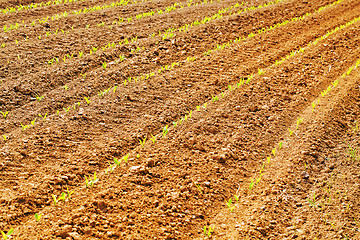 Image showing green corn 