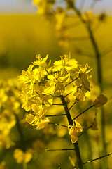 Image showing blossoming colza  