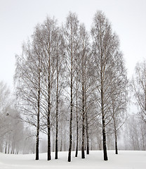 Image showing trees in the winter  