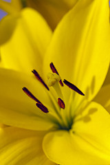 Image showing lily. macro