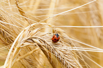 Image showing ladybug  