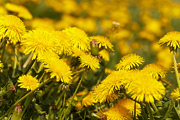 Image showing dandelions  