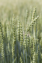 Image showing green rye 