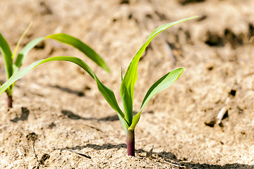 Image showing corn sprout 